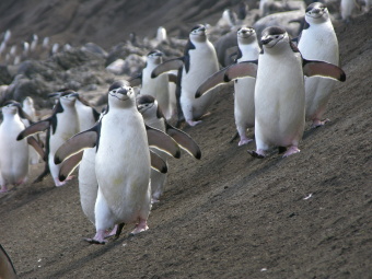 Pinguins chinstrap, Ilha Deception, Antárctida, 2006/2/3