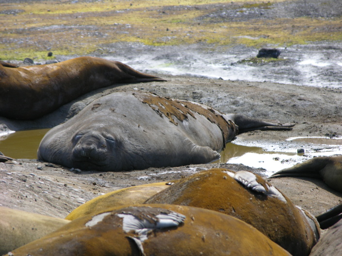 Elephant seals on King George Island (Southern Shetlands Islands, Antarctida)